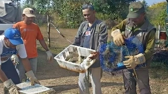 Hai người Việt bị bắt ở Indonesia với cáo buộc buôn lậu 3.400 chim cảnh