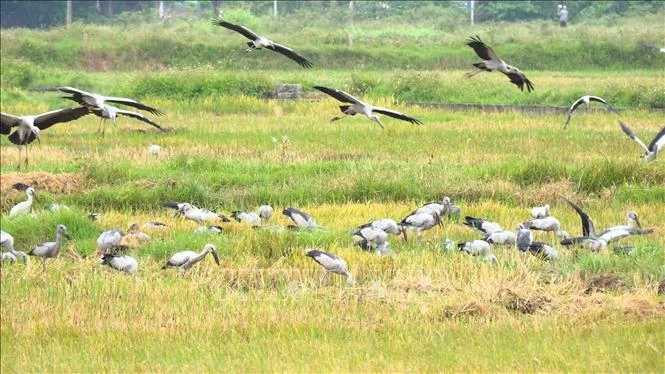 Ngày Quốc tế đa dạng sinh học: Cùng dệt 'mạng lưới sự sống' Ngày Quốc tế đa dạng sinh học: Cùng dệt 'mạng lưới sự sống'