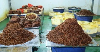 "Hô biến" 130 tấn thịt trâu Ấn Độ thành 65 tấn bò khô ở Đồng Nai