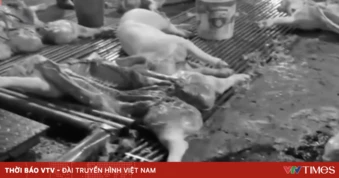 300 tấn thịt bẩn lọt lưới: Trách nhiệm thuộc về ai?