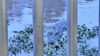 An Giang: Xử phạt 7,5 triệu đồng vụ cung cấp thông tin giả mạo cá sấu xuất hiện trên kênh