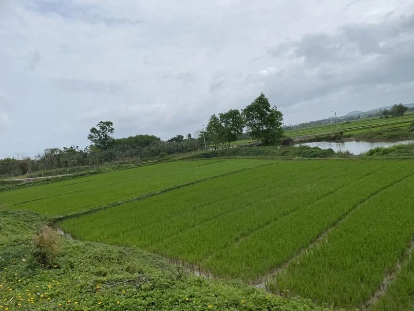 Án lệ về việc hủy sổ hồng khi cấp chồng lên đất người khác Án lệ về việc hủy sổ hồng khi cấp chồng lên đất người khác