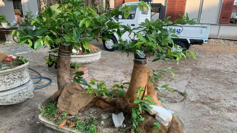 Ban Quản lý VQG Côn Đảo yêu cầu Hạt Kiểm lâm xác minh rõ nguồn gốc 42 cây mai Ban Quản lý VQG Côn Đảo yêu cầu Hạt Kiểm lâm xác minh rõ nguồn gốc 42 cây mai