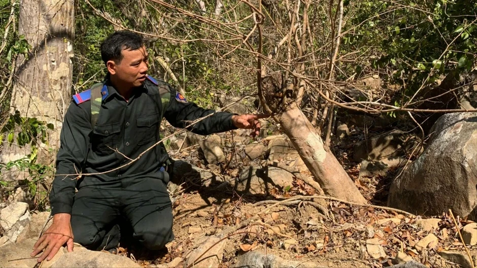 Ban Quản lý VQG Côn Đảo yêu cầu Hạt Kiểm lâm xác minh rõ nguồn gốc 42 cây mai Ban Quản lý VQG Côn Đảo yêu cầu Hạt Kiểm lâm xác minh rõ nguồn gốc 42 cây mai