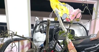 Bắt giữ một vụ khai thác, vận chuyển 6 cây muội hồng