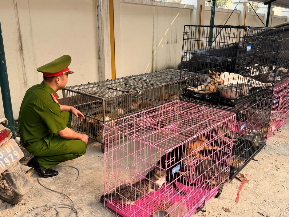 Bắt giữ nhóm đối tượng săn hơn 300 con mèo tại Hà Nội Bắt giữ nhóm đối tượng săn hơn 300 con mèo tại Hà Nội