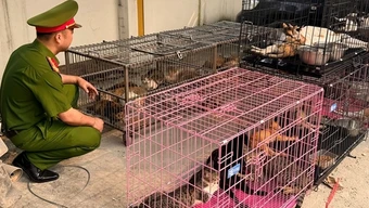 Bắt giữ nhóm đối tượng săn hơn 300 con mèo tại Hà Nội
