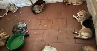 Bắt giữ ổ nhóm chuyên trộm chó bằng súng điện ở Hà Nội