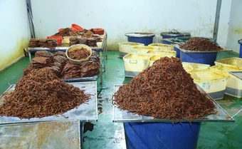 Bắt tạm giam 4 người "biến" thịt trâu thành khô bò, bán ra thị trường