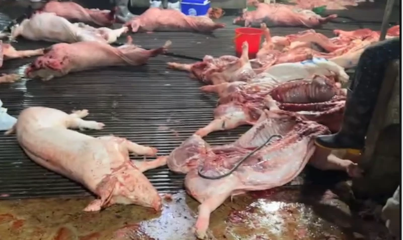 Bí mật trong cuốn sổ tay ăn chia của cán bộ kiểm dịch trong vụ 300 tấn thịt lợn bẩn Bí mật trong cuốn sổ tay ăn chia của cán bộ kiểm dịch trong vụ 300 tấn thịt lợn bẩn