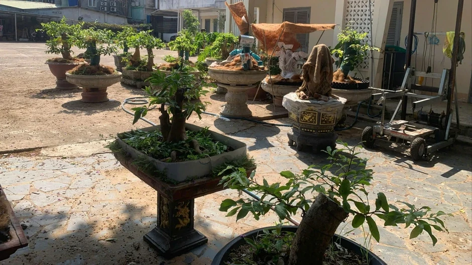 Bị phạt và tịch thu 42 cây mai kiểng không rõ nguồn gốc Bị phạt và tịch thu 42 cây mai kiểng không rõ nguồn gốc