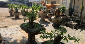 Bị phạt và tịch thu 42 cây mai kiểng không rõ nguồn gốc