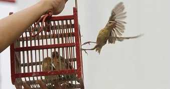 Bộ Công an: Mua động vật hoang dã để phóng sinh có thể bị xử lý hình sự