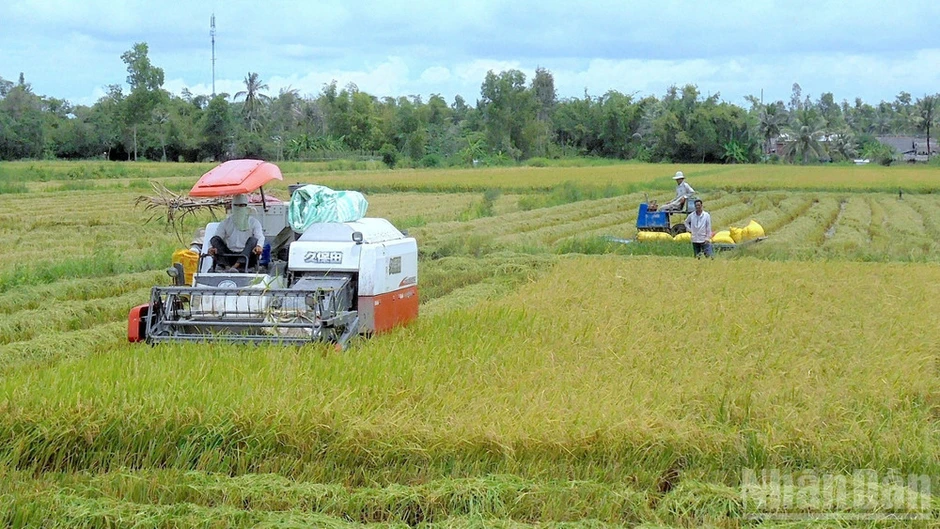 Cà Mau chuyển hồ sơ sang cơ quan điều tra vụ công ty nợ tiền mua lúa