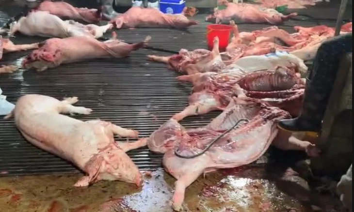 Cách cán bộ kiểm dịch vòi tiền, 'mở cửa' cho 3.600 con heo bệnh vào chợ, bếp ăn trường học Cách cán bộ kiểm dịch vòi tiền, 'mở cửa' cho 3.600 con heo bệnh vào chợ, bếp ăn trường học