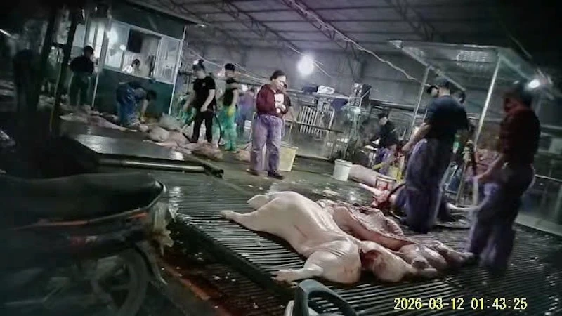 Cán bộ thú y “bảo kê” đưa hơn 300 tấn thịt lợn nhiễm dịch tả châu Phi ra thị trường Cán bộ thú y “bảo kê” đưa hơn 300 tấn thịt lợn nhiễm dịch tả châu Phi ra thị trường