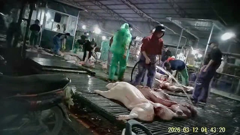 Cán bộ thú y “bảo kê” đưa hơn 300 tấn thịt lợn nhiễm dịch tả châu Phi ra thị trường Cán bộ thú y “bảo kê” đưa hơn 300 tấn thịt lợn nhiễm dịch tả châu Phi ra thị trường