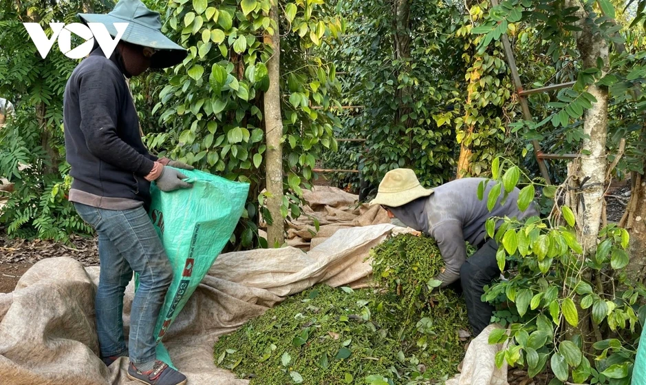 Cảnh báo bẫy hợp đồng xuất khẩu khi đối tác ngoại cố tình câu giờ để ép giá