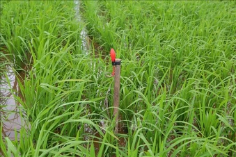 Cảnh báo hiểm họa từ bẫy điện diệt chuột trên đồng ruộng