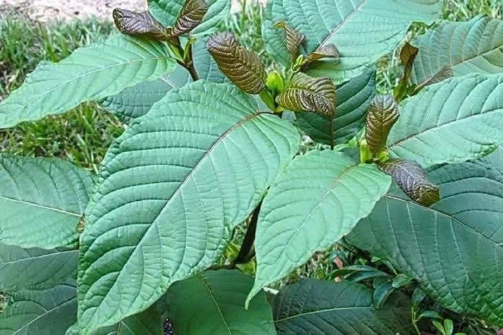 Cảnh báo lá 'thong' chứa chất ma túy có nguy cơ thẩm lậu qua biên giới Cảnh báo lá 'thong' chứa chất ma túy có nguy cơ thẩm lậu qua biên giới