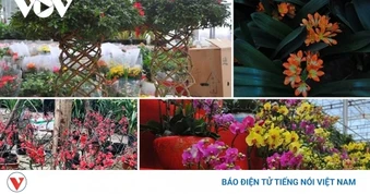 Cảnh báo lừa đảo khi mua cây, chim cảnh qua mạng xã hội