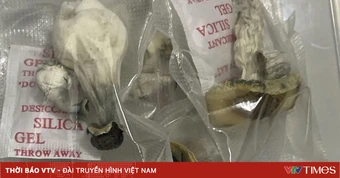 Cảnh báo “nấm thần” - loại ma túy gây ảo giác nguy hiểm xuất hiện tại Đà Nẵng