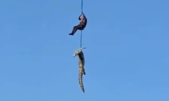 Cảnh sát dùng trực thăng bắt cá sấu để tìm doanh nhân bị ăn thịt
