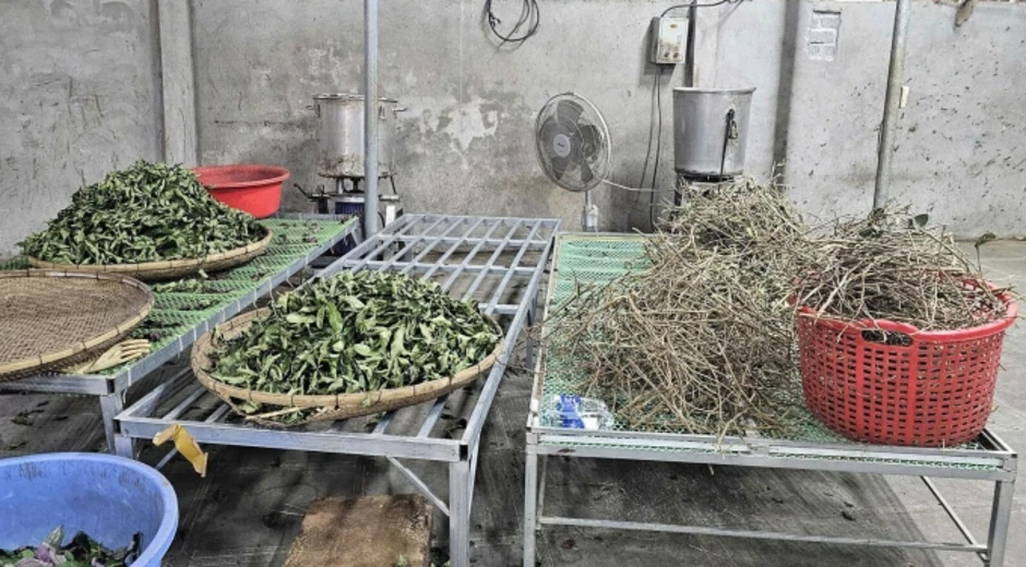 Chiêu biến cỏ dại thành 'thần dược' của hệ thống đông y Hoàng Minh Đường Chiêu biến cỏ dại thành 'thần dược' của hệ thống đông y Hoàng Minh Đường