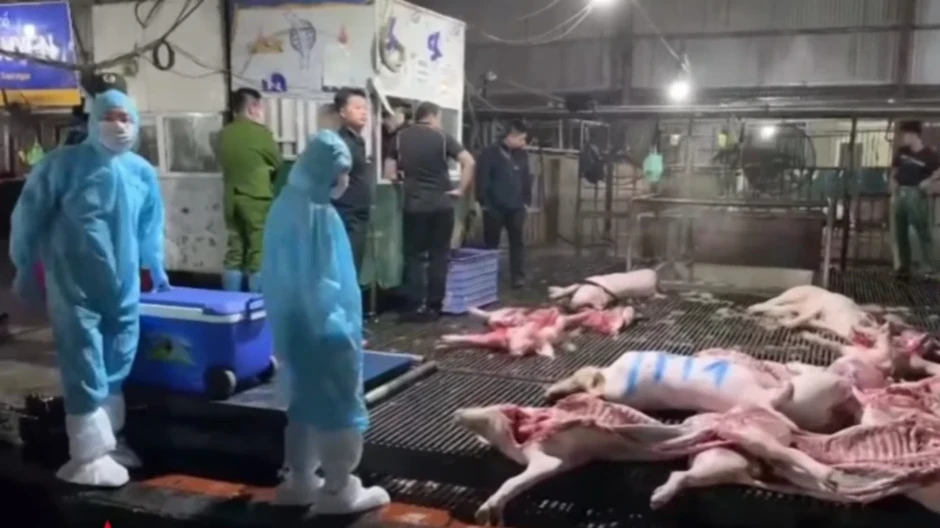 Chiêu trò của nữ chủ lò mổ và những cán bộ thú y 'nhận tiền' trong vụ 300 tấn lợn dịch bệnh Chiêu trò của nữ chủ lò mổ và những cán bộ thú y 'nhận tiền' trong vụ 300 tấn lợn dịch bệnh