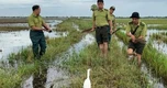Chủ quán lên mạng mời khách đến thưởng thức thịt chim trời