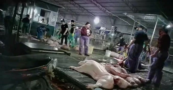 Chưa chứng minh được sự câu kết giữa Cường Phát và đơn vị nhập thịt heo đưa vào trường học