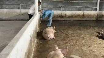 Chuyển công an điều tra vụ các chủ trại heo sử dụng chất cấm