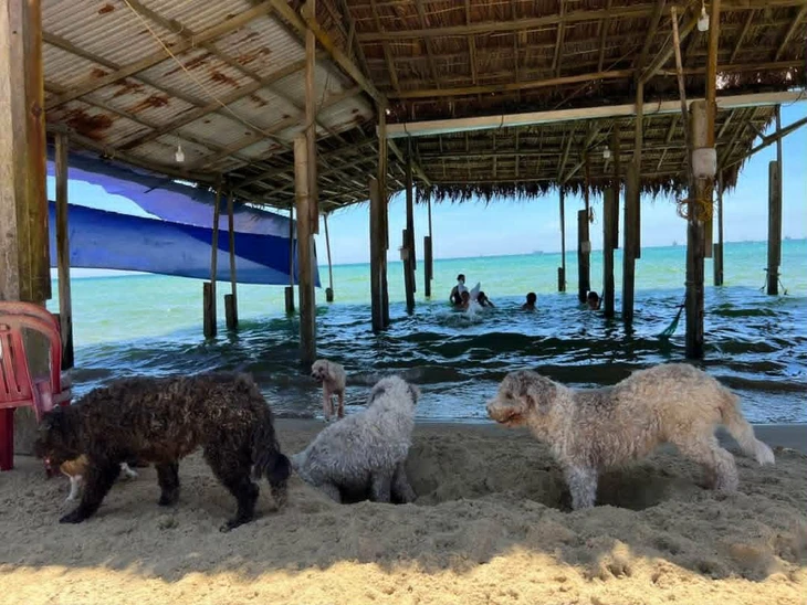 Con chó chỉ hiền với chủ, làm gì có chuyện 'chó tôi hiền lắm' Con chó chỉ hiền với chủ, làm gì có chuyện 'chó tôi hiền lắm'