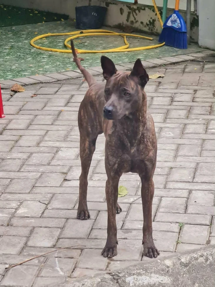 Con chó chỉ hiền với chủ, làm gì có chuyện 'chó tôi hiền lắm' Con chó chỉ hiền với chủ, làm gì có chuyện 'chó tôi hiền lắm'