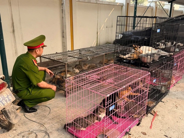 Công an bắt nhóm trộm hơn 300 con mèo ở Hà Nội