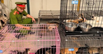 Công an bắt nhóm trộm hơn 300 con mèo ở Hà Nội