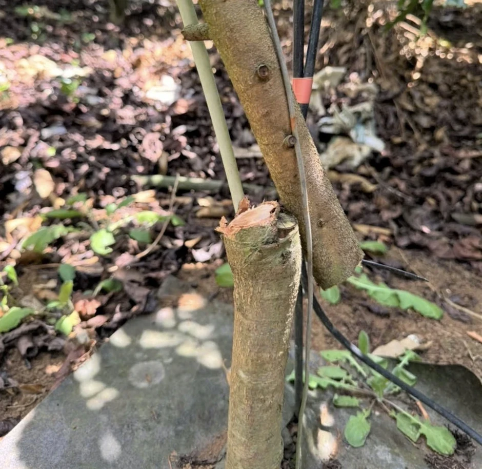 Công an điều tra vườn sầu riêng ở Lâm Đồng bị kẻ gian phá hoại Công an điều tra vườn sầu riêng ở Lâm Đồng bị kẻ gian phá hoại