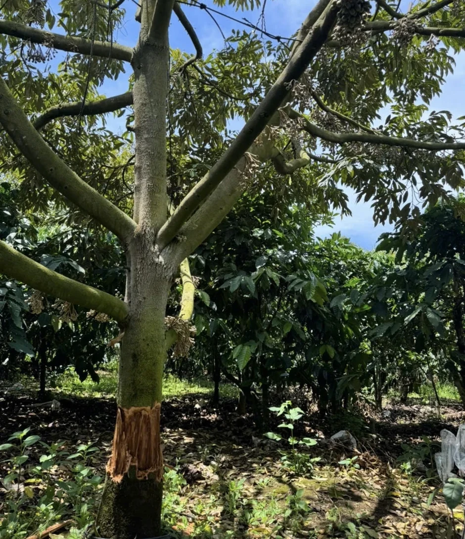 Công an điều tra vườn sầu riêng ở Lâm Đồng bị kẻ gian phá hoại Công an điều tra vườn sầu riêng ở Lâm Đồng bị kẻ gian phá hoại