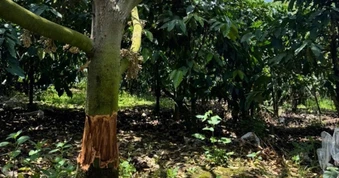 Công an điều tra vườn sầu riêng ở Lâm Đồng bị kẻ gian phá hoại