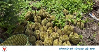 Công an Đồng Nai, tạm giữ đối tượng trộm 44 trái sầu riêng của hàng xóm
