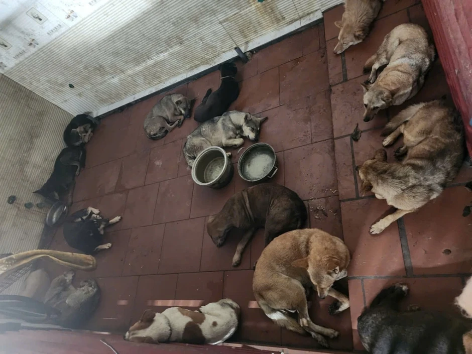 Công an Hà Nội tìm chủ 33 con chó trong vụ trộm lớn Công an Hà Nội tìm chủ 33 con chó trong vụ trộm lớn