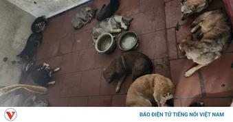 Công an Hà Nội tìm chủ 33 con chó trong vụ trộm lớn