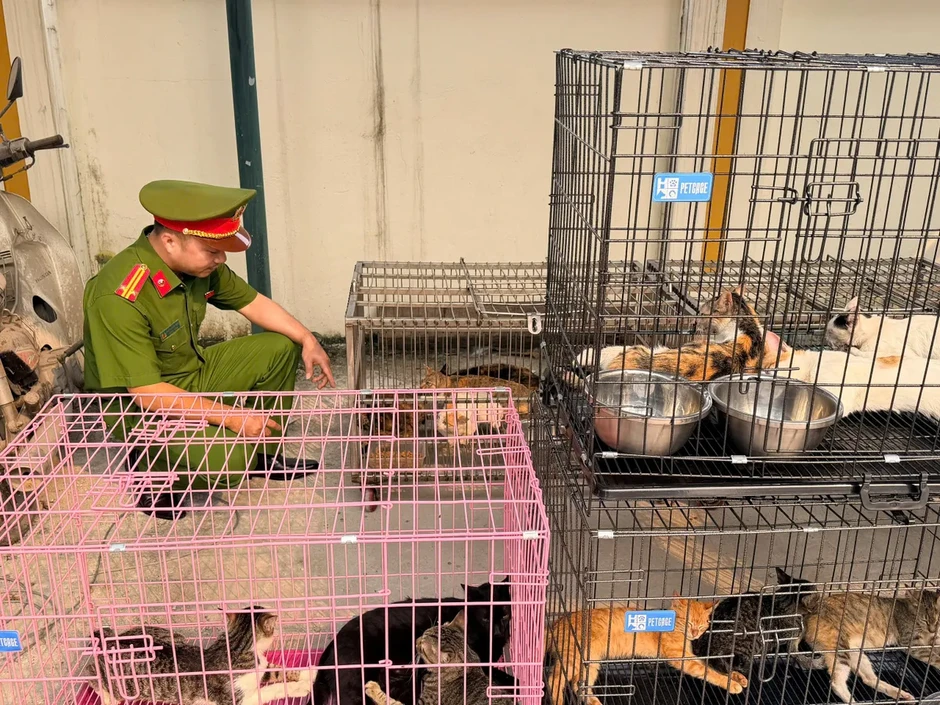 Công an Hà Nội triệt phá ổ nhóm trộm cắp, tiêu thụ hơn 300 con mèo Công an Hà Nội triệt phá ổ nhóm trộm cắp, tiêu thụ hơn 300 con mèo