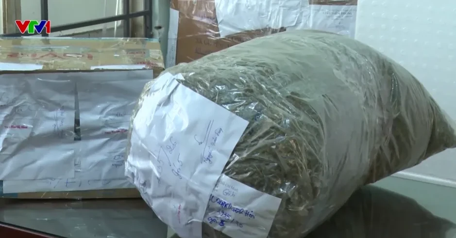 Công an lần ra “đại bản doanh” trồng cần sa từ một vụ bắt người nghiện Công an lần ra “đại bản doanh” trồng cần sa từ một vụ bắt người nghiện