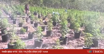 Công an lần ra “đại bản doanh” trồng cần sa từ một vụ bắt người nghiện