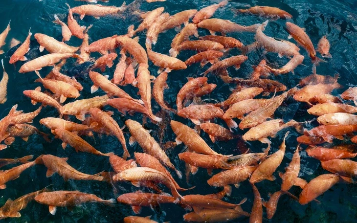 Đề xuất phạt tới 1 tỉ đồng nếu che giấu, giả mạo chứng cứ khai thác thủy sản bất hợp pháp