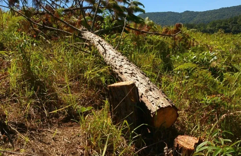 Điều tra vụ 248 cây thông bị cưa hạ sát Trạm kiểm lâm ở Lâm Đồng Điều tra vụ 248 cây thông bị cưa hạ sát Trạm kiểm lâm ở Lâm Đồng