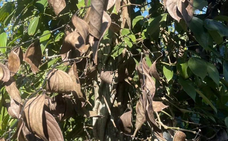 Điều tra vụ chặt phá vườn tiêu trị giá hàng trăm triệu đồng Điều tra vụ chặt phá vườn tiêu trị giá hàng trăm triệu đồng
