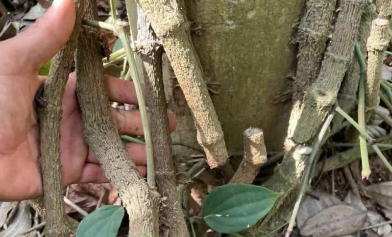 Điều tra vụ chặt phá vườn tiêu trị giá hàng trăm triệu đồng Điều tra vụ chặt phá vườn tiêu trị giá hàng trăm triệu đồng