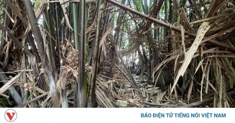 Đồng Tháp: Điều tra thi thể trôi vào bờ sông Cửa Tiểu